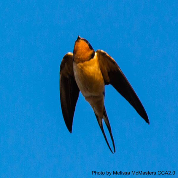 Barn Swallow