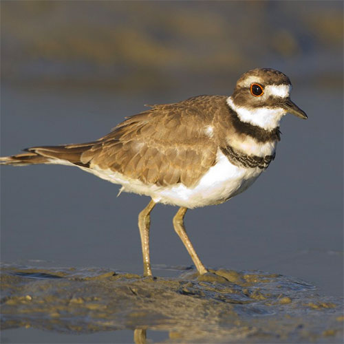 Killdeer