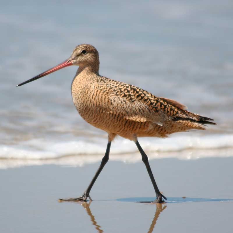 Marbled Godwit