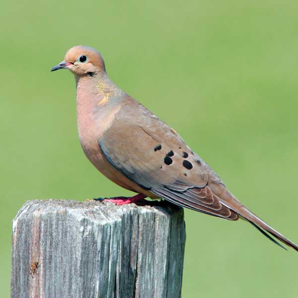 Mourning Dove