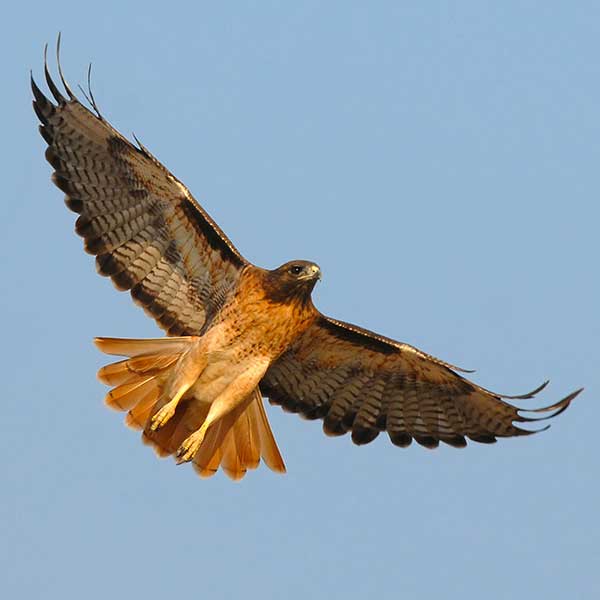 Red-tailed Hawk