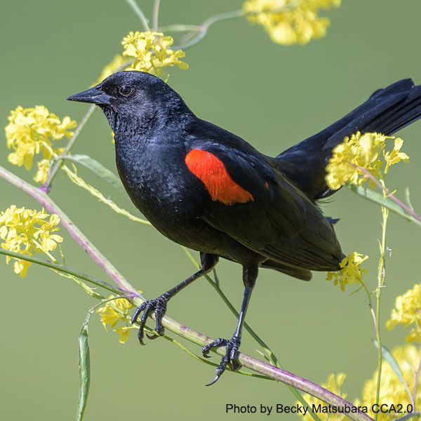 Red-winged Blackbird