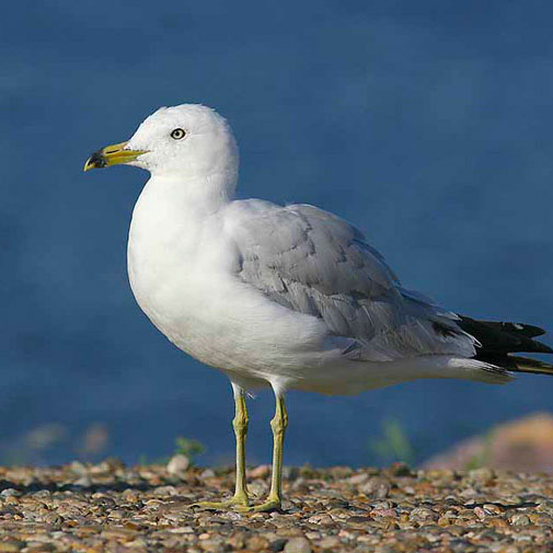 Ring-billed Gull