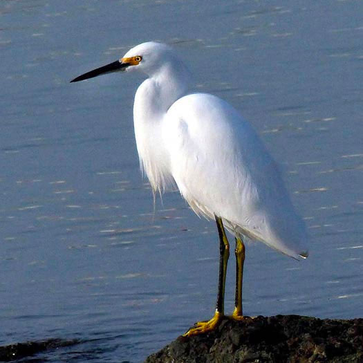 Snowy Egret