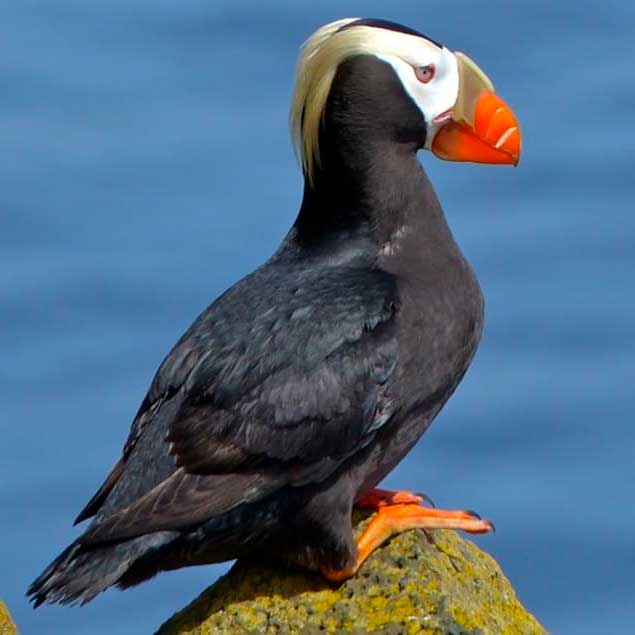 Tufted Puffin